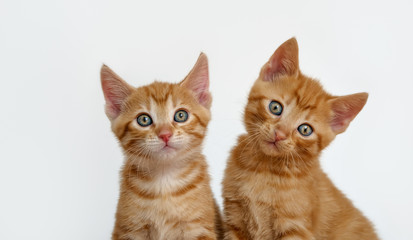  Two cute little baby cats, European Shorthair, red mackerel tabby, the kittens are best friends and sitting close together in front of white background