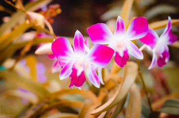 beautiful pink orchid flower autumn leaves in park with sunlight on morning with blur nature background.