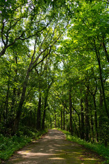 Fototapeta na wymiar Shaded Forest Trail with Lush Green Plants and Trees at Red Gate Woods in Suburban Chicago