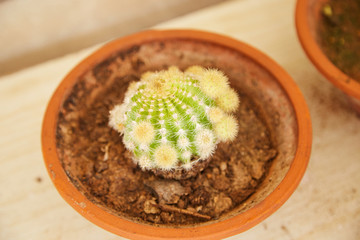 cactus in flower pot