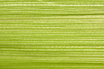 Close-up corn leaf. Macro photography. 