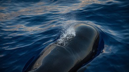 Pilot whale blowhole atlantic ocean Madeira