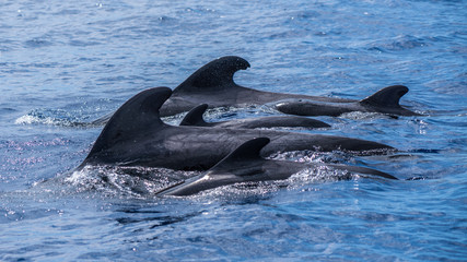 Pilot whale family group atlantic ocean Madeira - Powered by Adobe