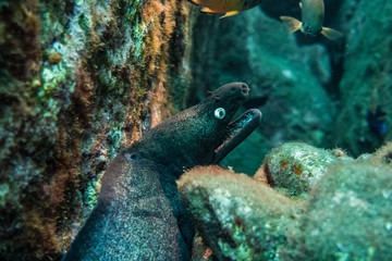 Madeira Moray Eel Black hiding