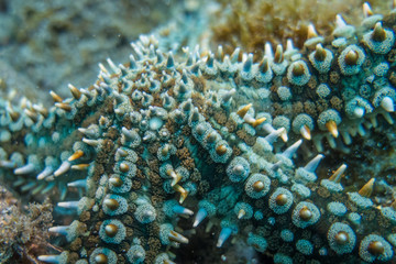 Diving Madeira colorful sea star closeup