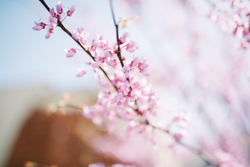 Obraz premium Blooming pink cherry in spring close up