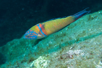 Fototapeta premium Diving Madeira colorful Turkish wrasse
