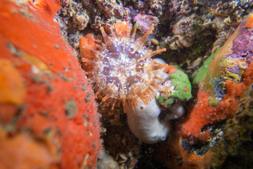 Madeira sea anemone colorful sponges