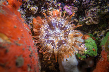 Madeira sea anemone colorful sponges