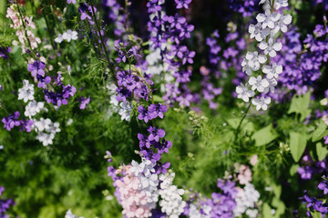 Wildflowers of different colors on the lawn