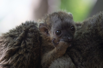 Naklejka premium Jóven cría de lemur de cara blanca
