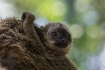 Jóven cría de lemur de cara blanca