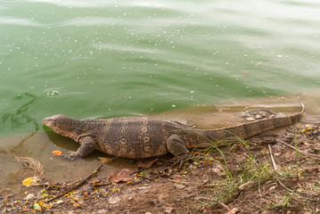 water monitor in the water