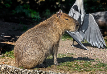 Capybara on the lawn. The biggest modern rodent. Latin name - Hydrochoerus hydrochaeris