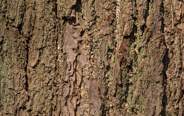 Old tree bark with rough surface, crevices and green lichens as background