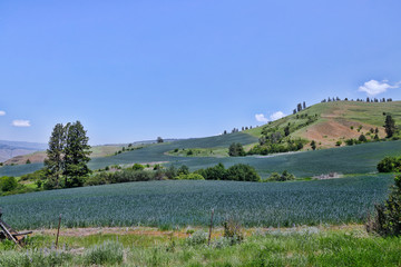 High desert farming at its best