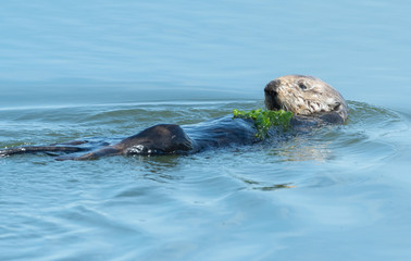 Fototapeta premium Sea Otter