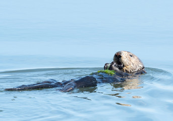 Obraz premium Sea Otter