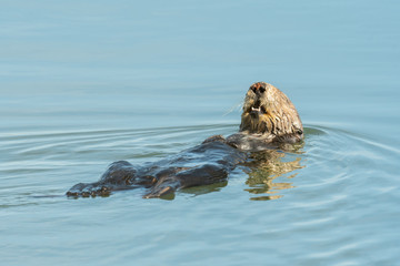 Sea Otter