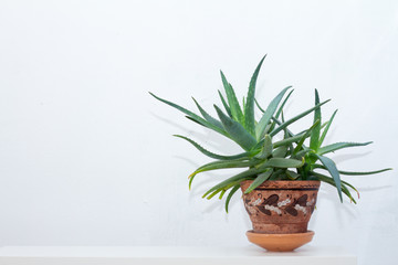 A large aloe plant in a clay pot with an ornament stands on a white console opposite the white wall
