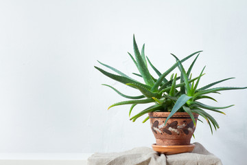 A large aloe plant in a clay pot with an ornament stands on natural fabric on white console opposite the white wall