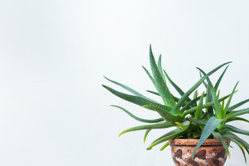 A large aloe plant in a clay pot with an ornament stands opposite the white wall