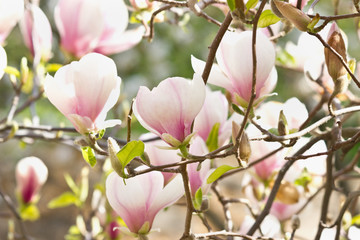 Blooming magnolia with white and pink flowers closeup