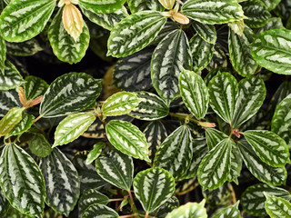 Pilea cadierei leaves background.