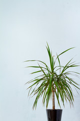 Fototapeta na wymiar A large dracaena plant in a dark pot stands opposite the white textural wall