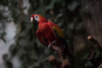 Guacamayo rojo