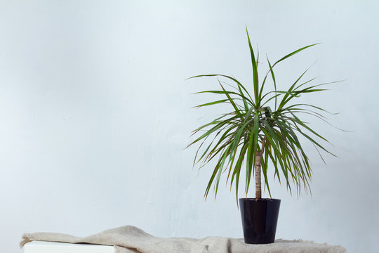 A large dracaena plant in a dark pot stands on natural fabric on white console opposite the white textural wall