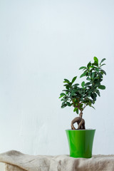 A ficus bonsai in a light green pot stands on natural fabric over the white textural wall