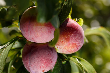 Close-up of delicious red plums hanging on the branch of the tree. Fresh fruits for hot