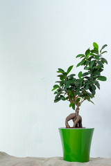 A ficus bonsai in a light green pot stands on natural fabric over the white textural wall