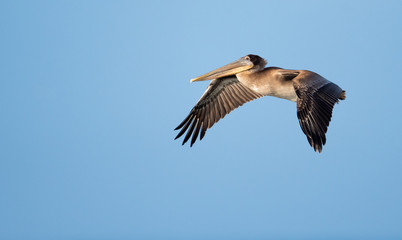 Fototapeta na wymiar Brown pelican in flight