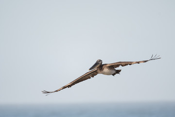 Brown pelican in flight