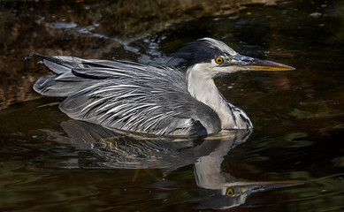 Grey heron in the pond. Latin name - Ardea cinerea