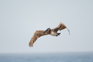 Brown pelican in flight