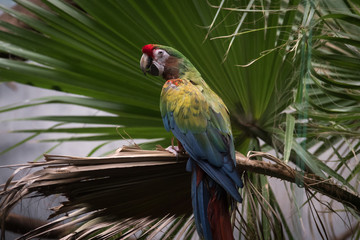 Guacamayo verde