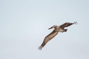 Brown pelican in flight