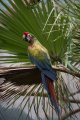 Obraz premium Guacamayo verde