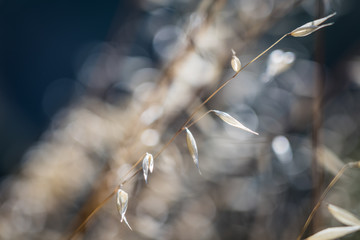 macro closeup of seeds in summer