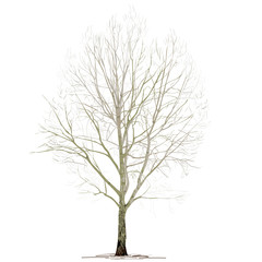 Obraz premium Poplar (Populus L.) without foliage, in the winter, on a white background