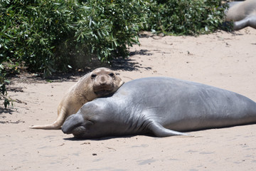 Two young elephant seals