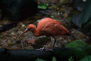 Ibis escarlata