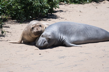 Two young elephant seals