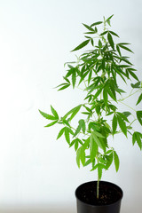 Fototapeta premium One plant of marijuana, weed or cannabis in pots at home on a white console against a white wall
