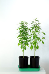 Two plants of marijuana, weed or cannabis in pots at home on a white console against a white wall