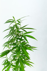 Naklejka na ściany i meble Closeup of plant of marijuana, weed or cannabis in pots at home on a white console against a white wall