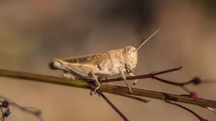 Insect closeup grasshoper madeira  Calliptamus madeirae